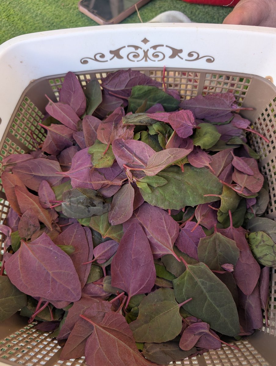 immanuel kant dance sala tweet media