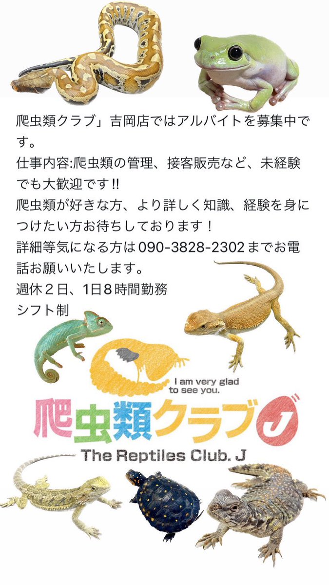 爬虫類クラブJ吉岡店 【公式】【爬虫類倶楽部】【ハチクラ