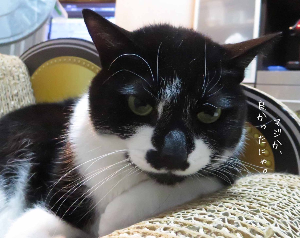 ルル@ぷっくりマズル tweet media