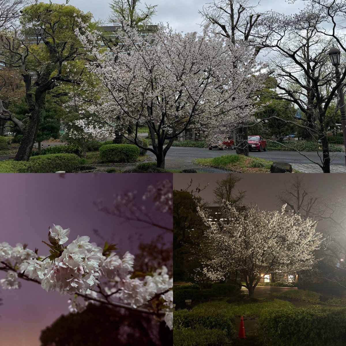 本日4/3（金）まだ桜綺麗に咲いてます！多分“大島桜”かと思われます。#ランチ #エーデスピルス #ソラチ #サクラ 
#トゥクトゥク #ムーガタ #ガパオライス #日比谷公園 #ふわとろ卵 #ヒビヤサロー #テラス #ビール #トロトロ卵