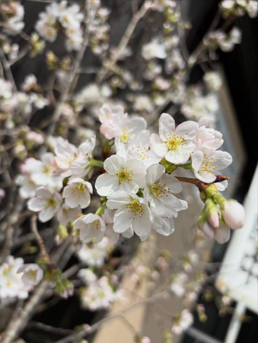 山口市菜香亭 tweet media