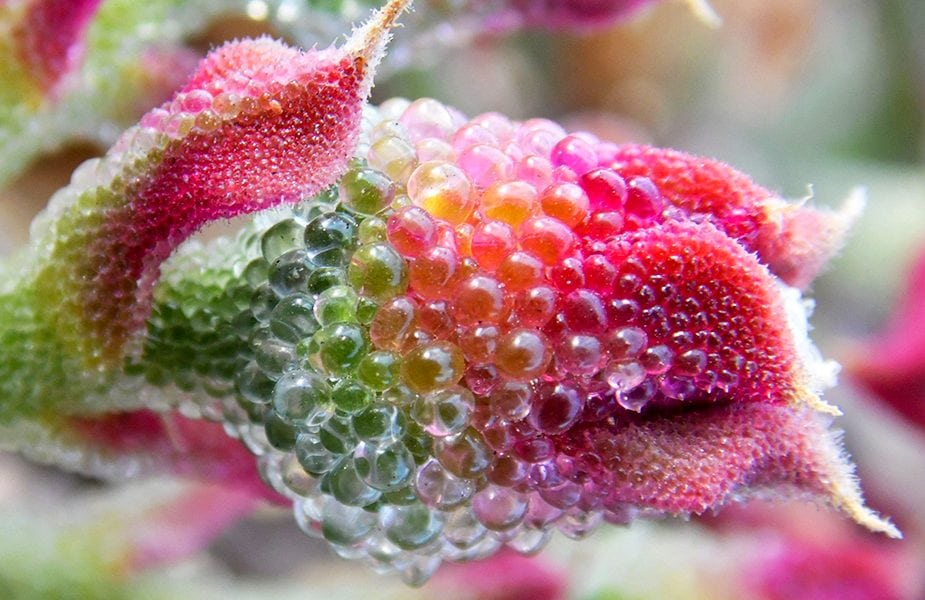 Fénix Canarias tweet media