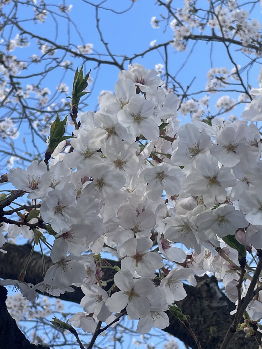 こうき tweet media