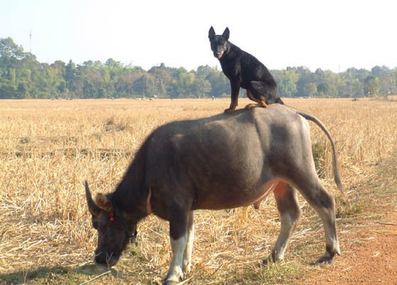 Trend For LMLookmhee (TH)📈 tweet media