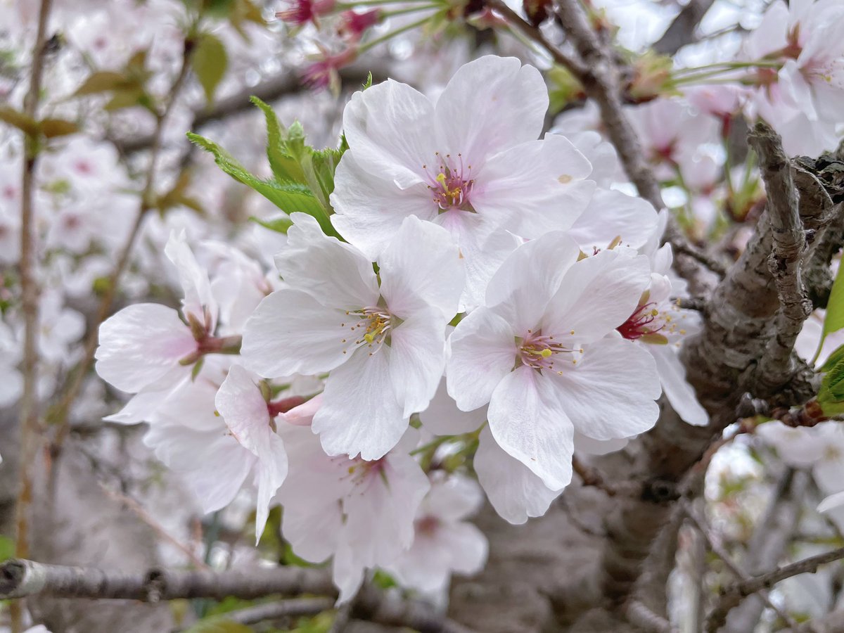 ℝ𝕦𝕣𝕦 ୨୧⑅*. tweet media