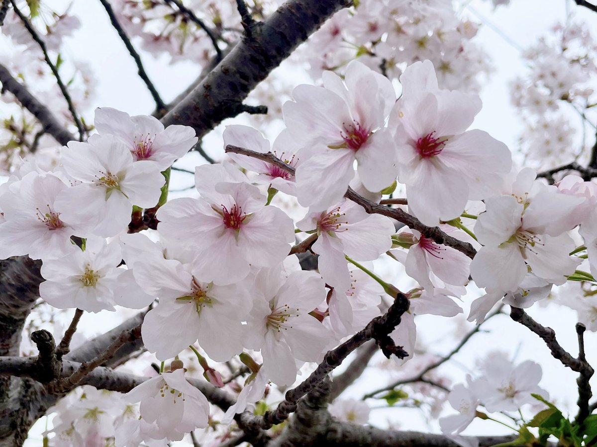 ℝ𝕦𝕣𝕦 ୨୧⑅*. tweet media