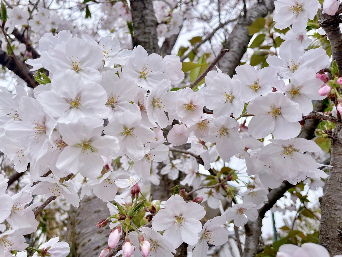 ℝ𝕦𝕣𝕦 ୨୧⑅*. tweet media