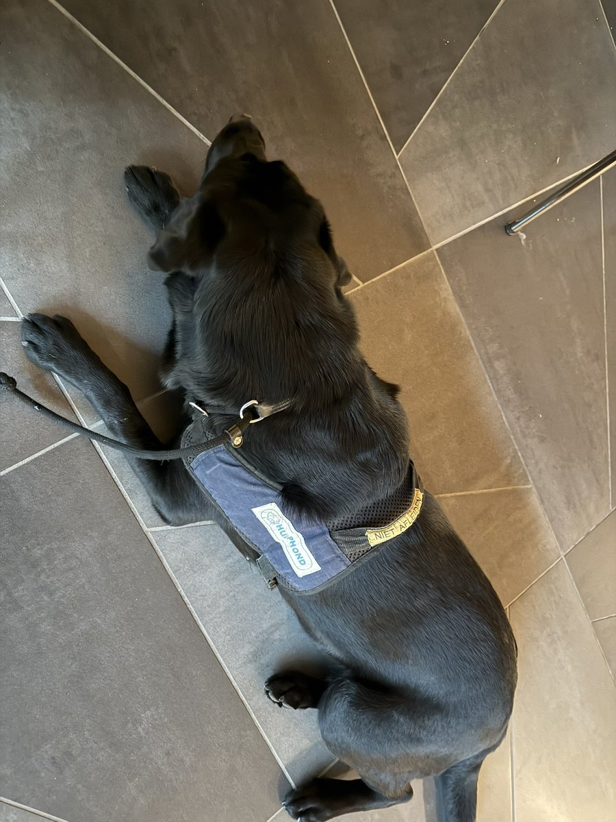 DatGaanWeDoen! ⚜️ tweet media