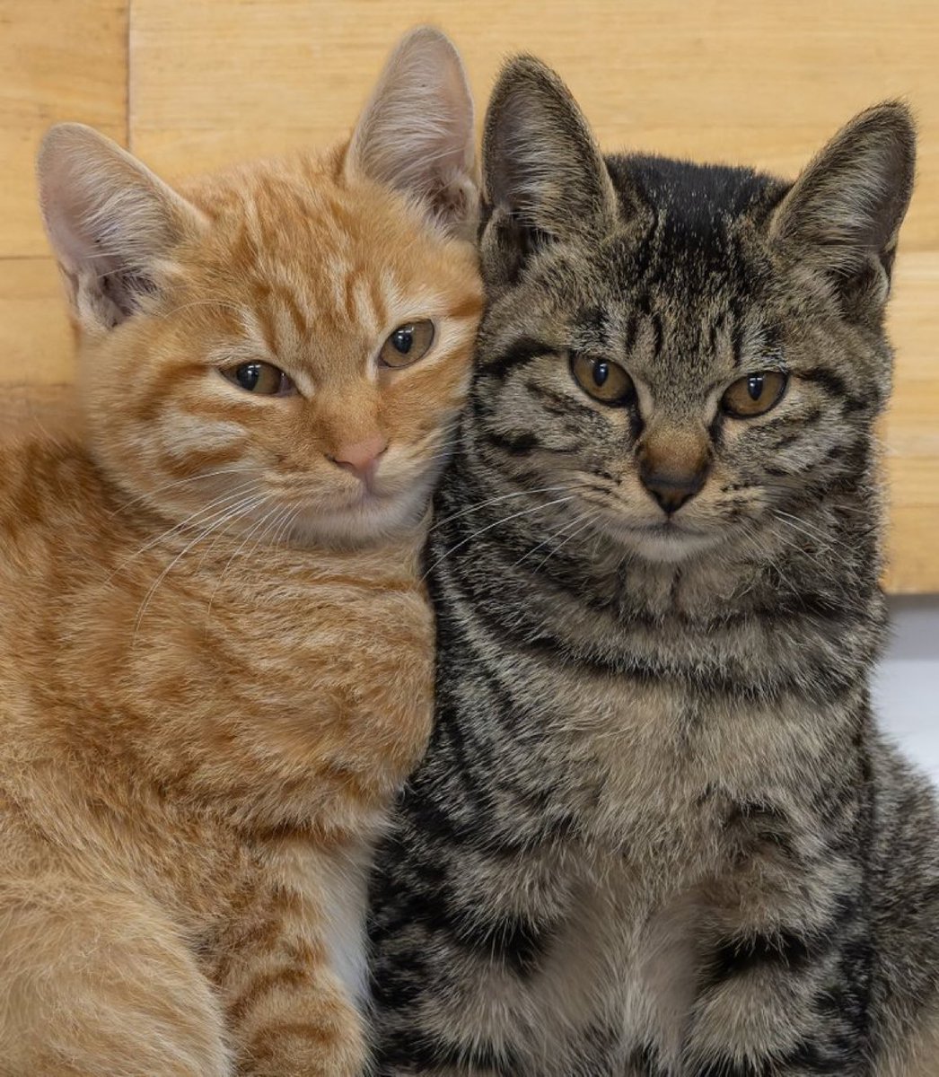 cats with powerful impression 🐾 tweet media