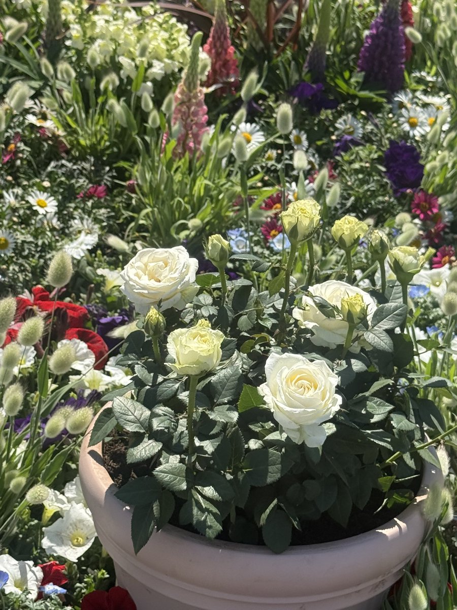 Setsuko🕊 tweet media