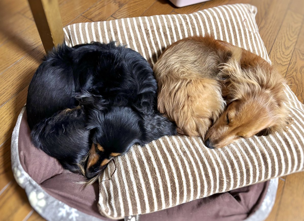 .*なつ＊ここ*.੯•໒꒱ tweet media