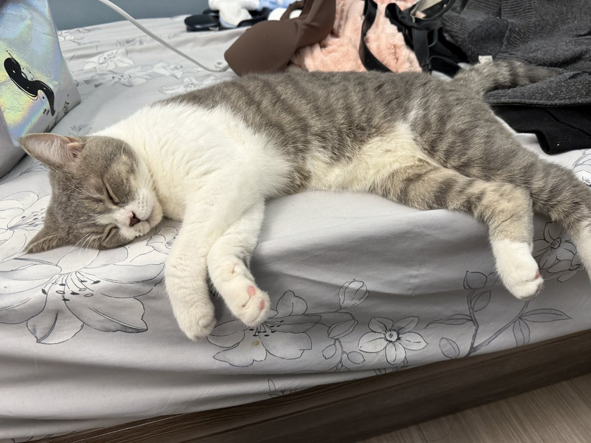 Mimi🐱(ins:Mimi_52099) tweet media