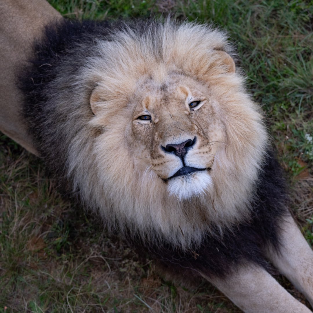 FOUR PAWS South Africa tweet media