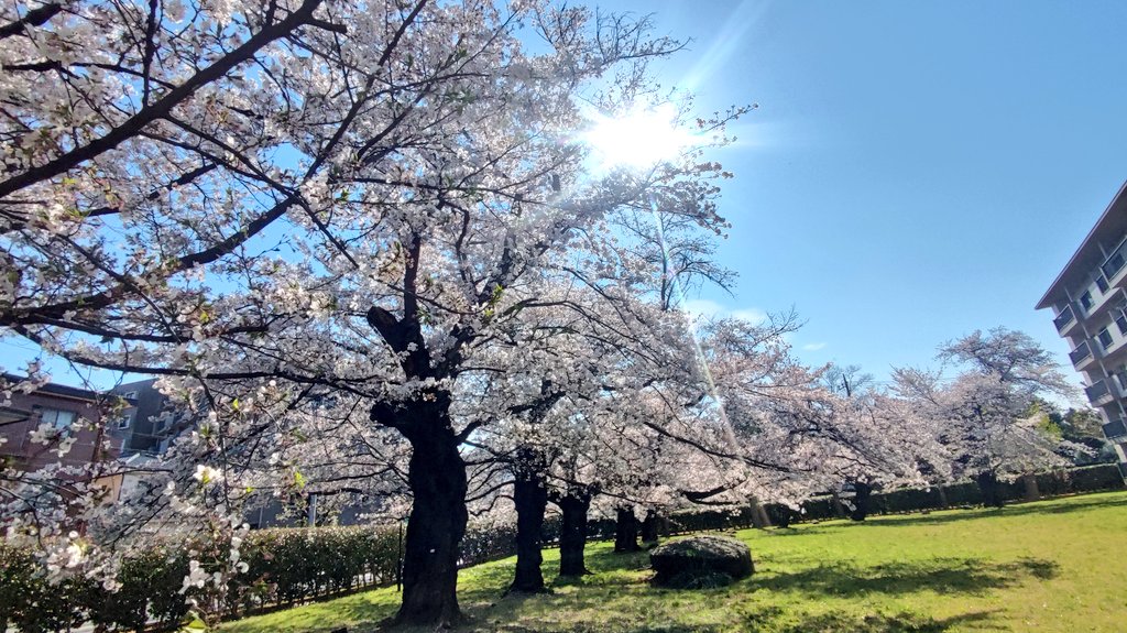 Anarko Montaña / アナルコ・モンターニャ tweet media