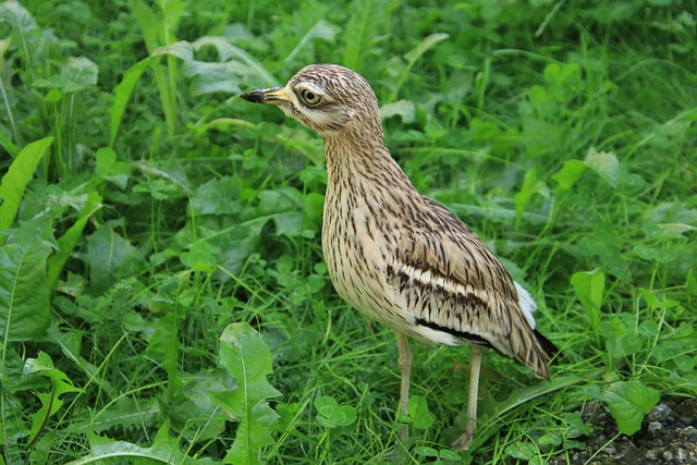 Corey Farrell tweet media