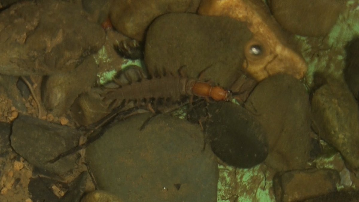 所さんの目がテン! tweet media