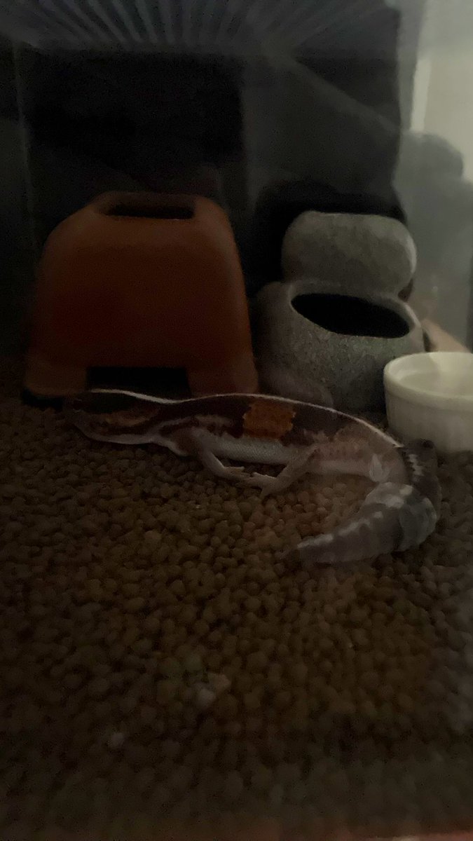 ろいろは今日も元気です tweet media