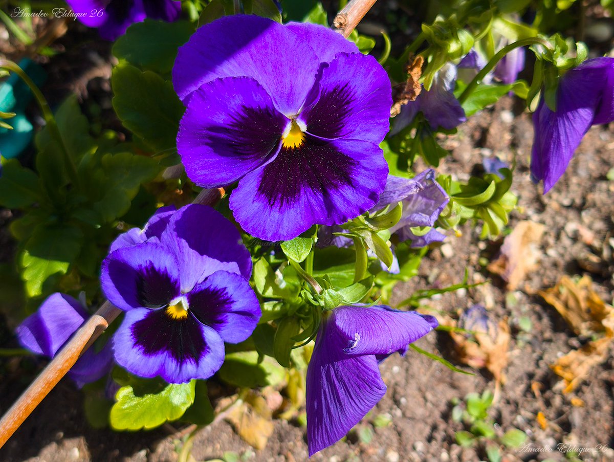 Amadeo Elduque tweet media