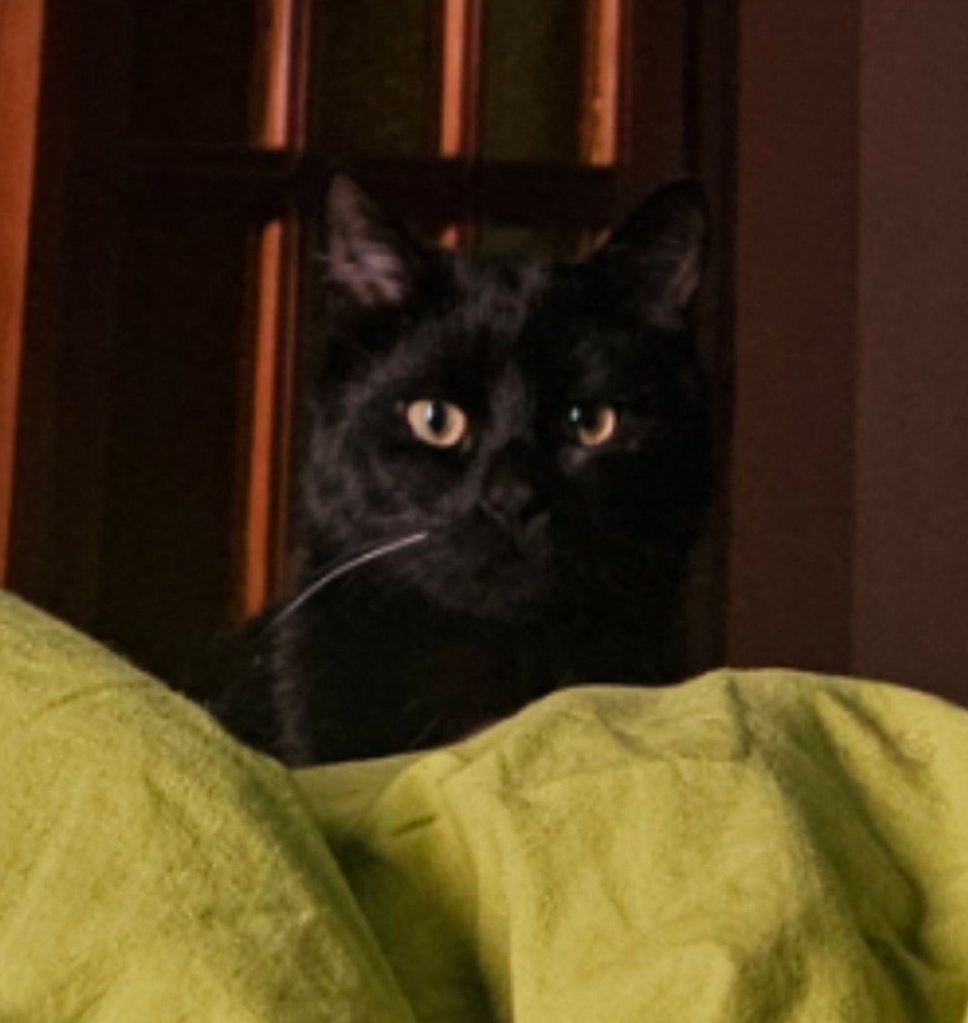 лиза ленсе tweet media