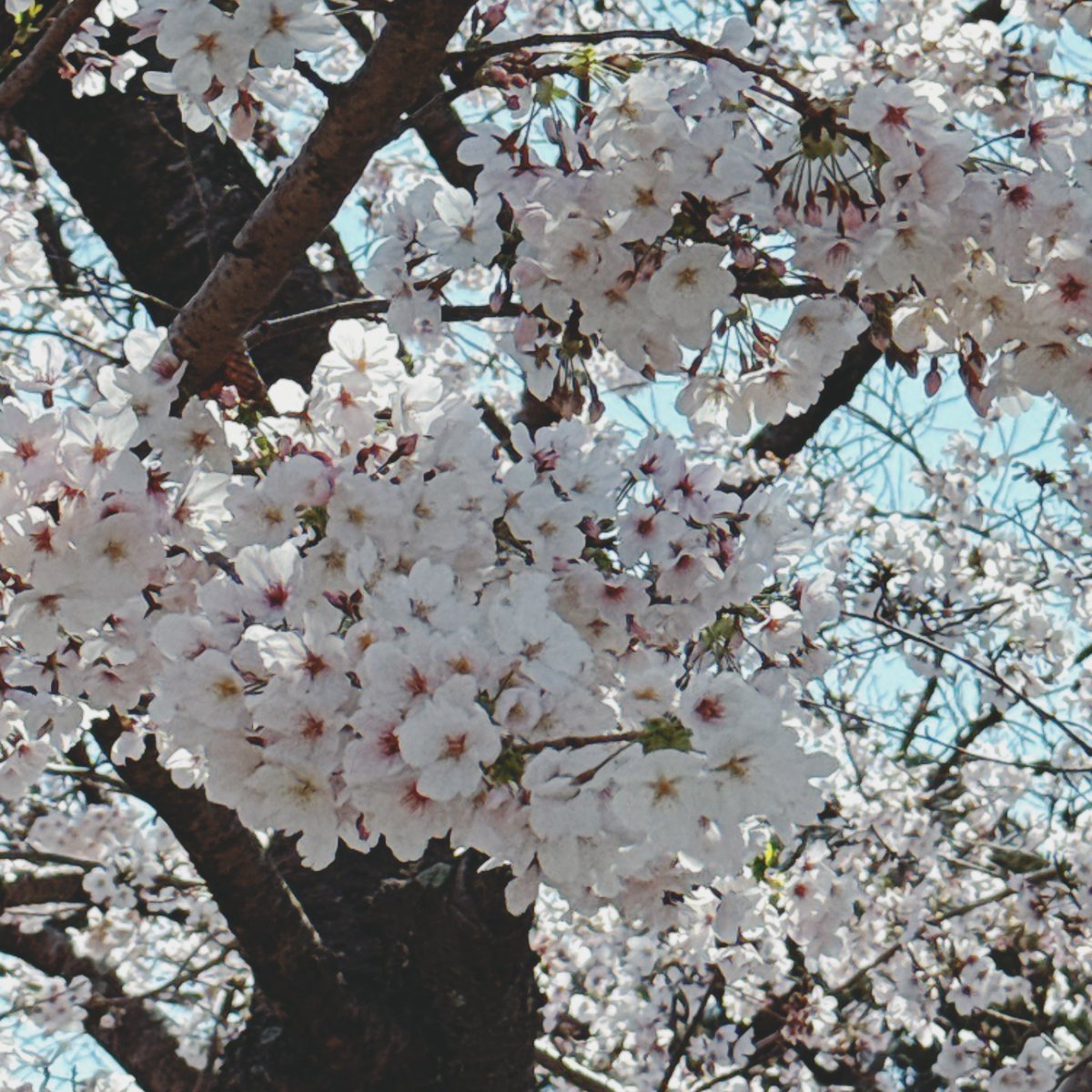 あみごろう♡筋トレ垢 tweet media