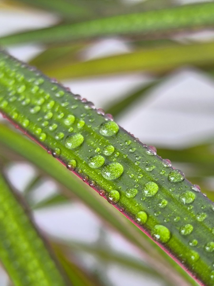 Rebeca Domínguez tweet media