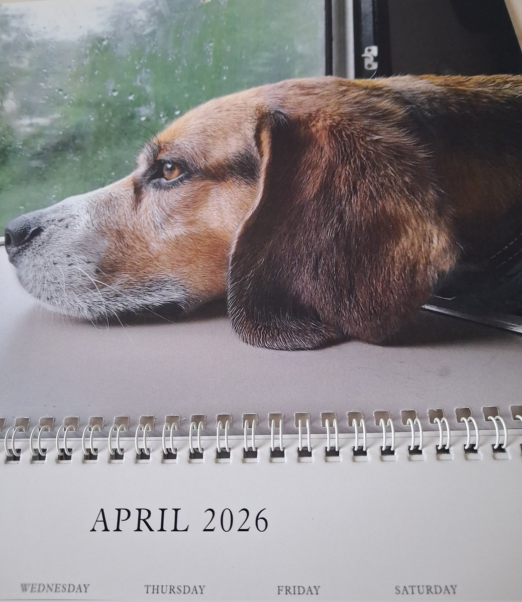 MrPercy Beagle tweet media