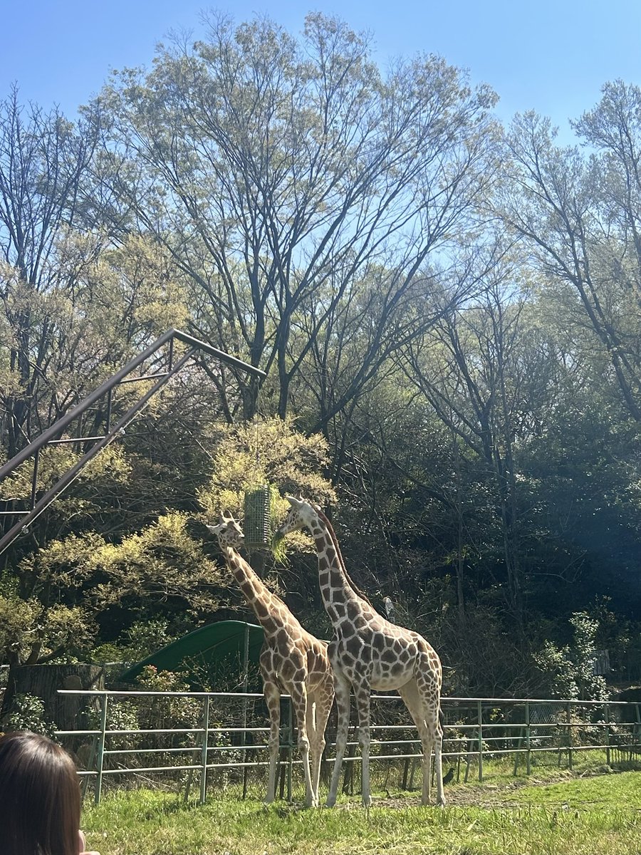 ゆっくんの嫁さ tweet media