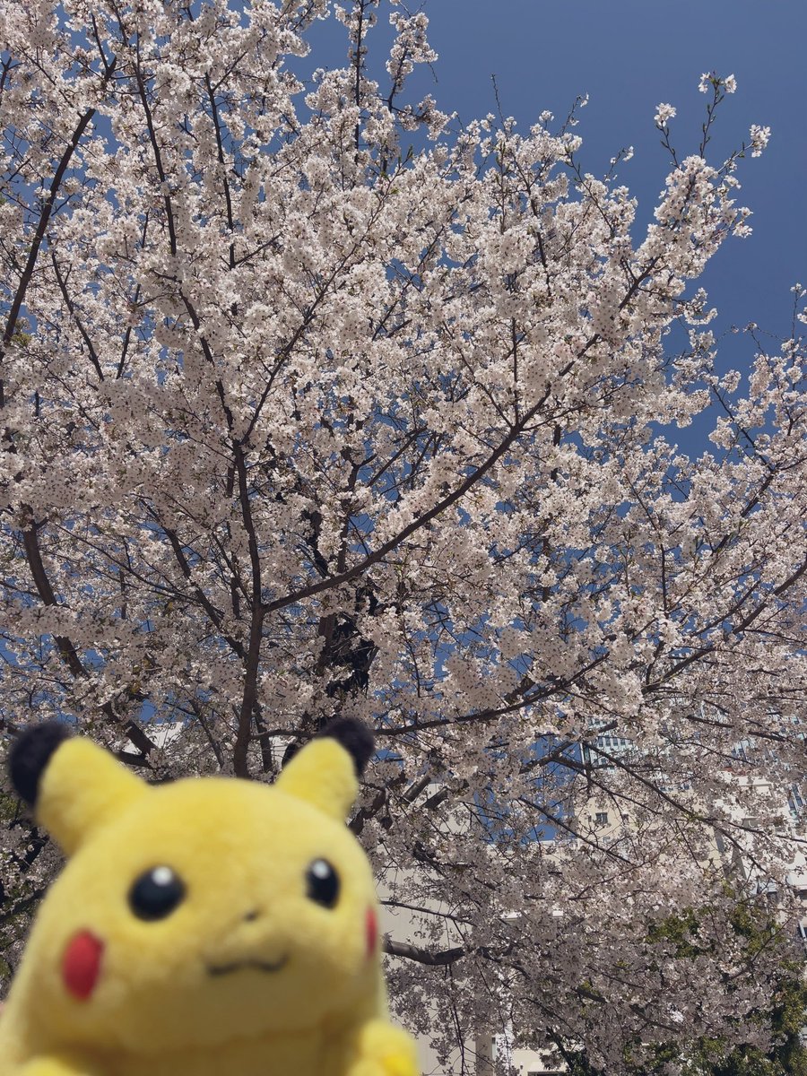 ぷぅ吉 tweet media