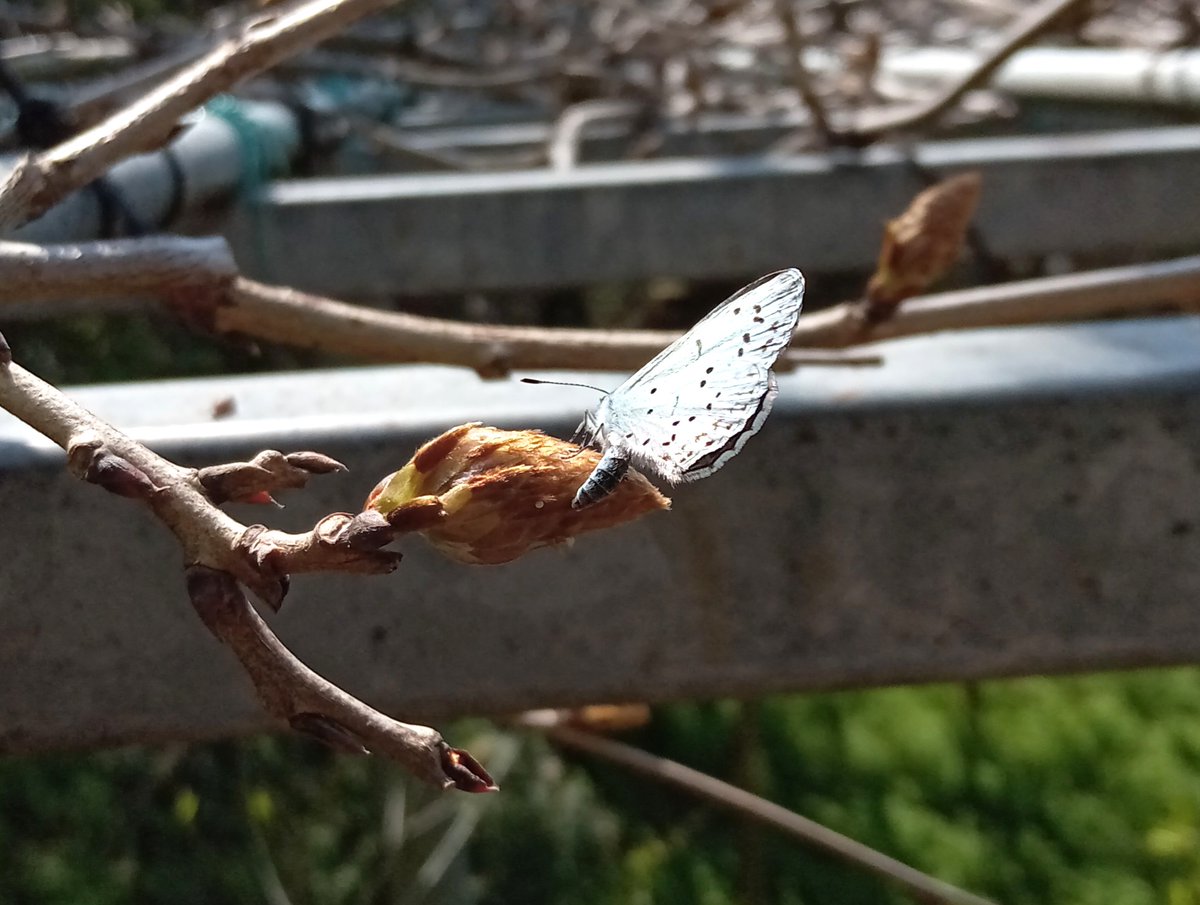 Shidora- tweet media