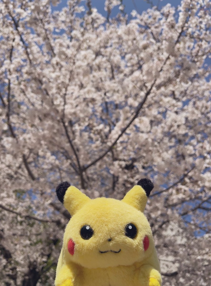 ぷぅ吉 tweet media