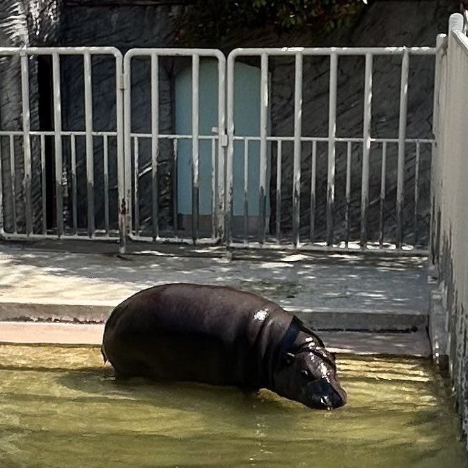 ゆっくんの嫁さ tweet media