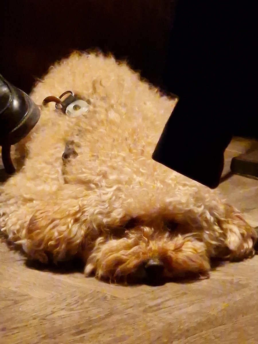 Holla die Waldfee tweet media