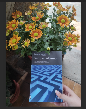 Palli Caponera tweet media