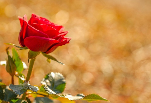 Jeremiah Galbraith tweet media