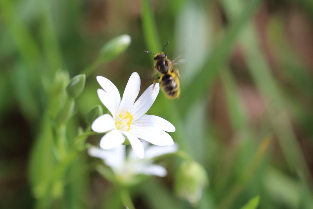 chris40851's tweet image. Bonjour
Un peu de #Delicatesse en ce vendredi saint. 
#Bonheur et #Légereté 💜💙
L'abeille butinant une stellaire