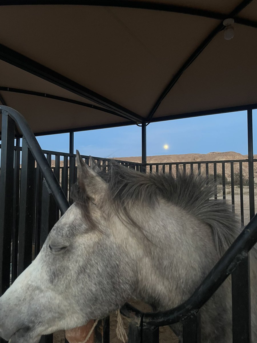 Hamad 🐸 tweet media