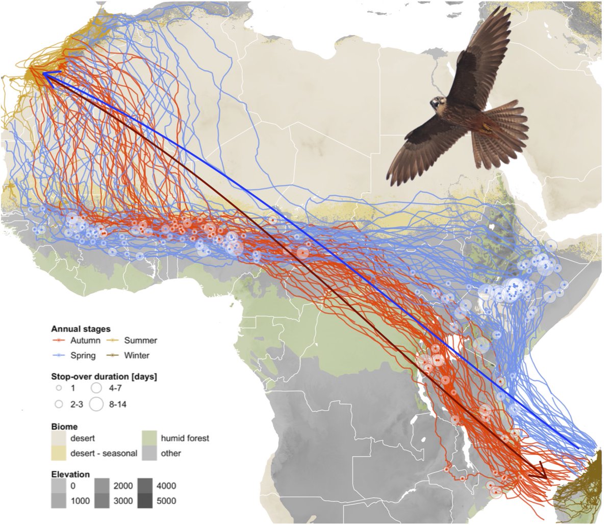 Fénix Canarias tweet media