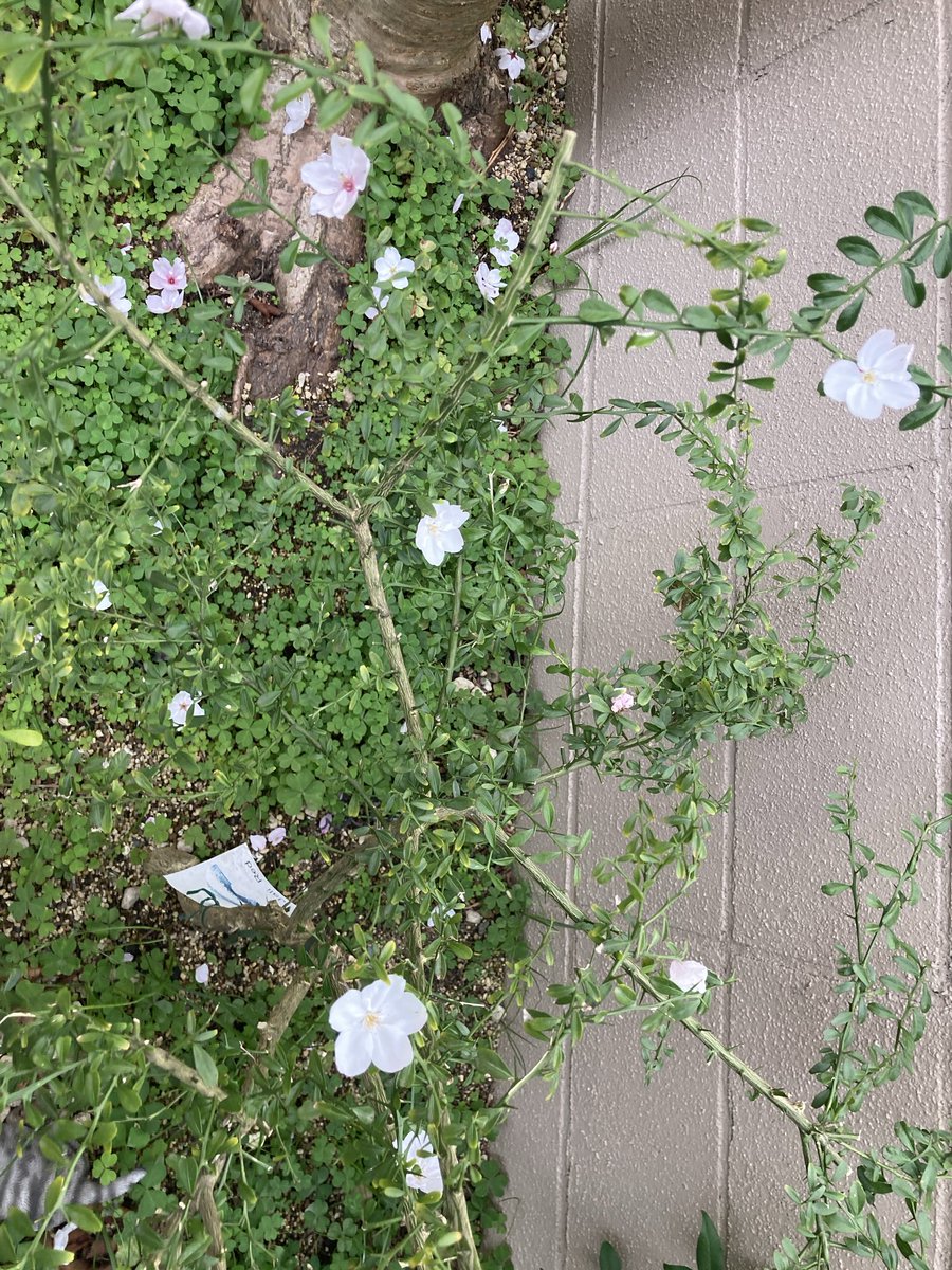 みおせる tweet media