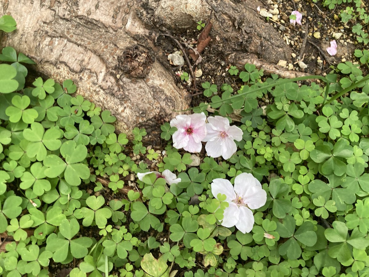 みおせる tweet media