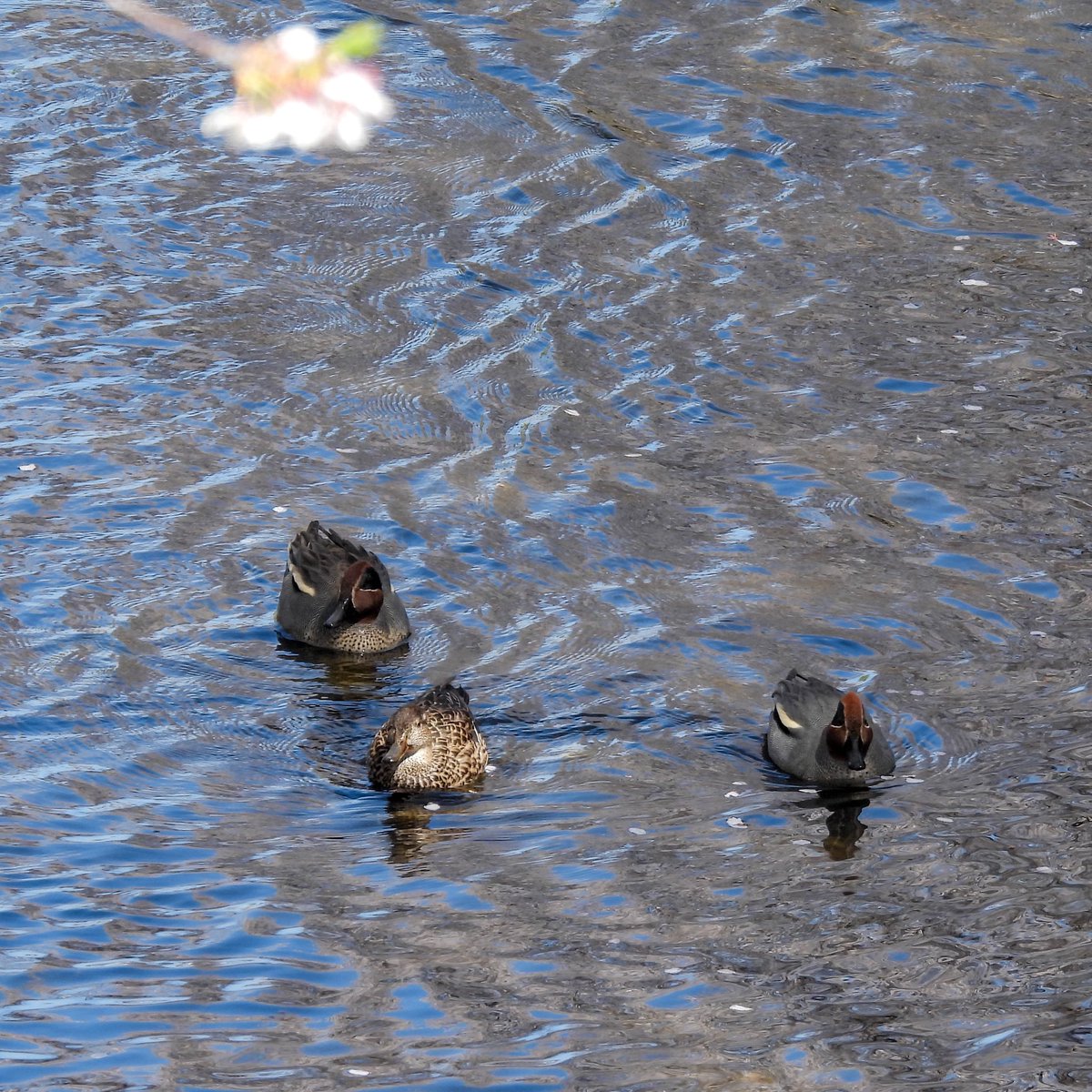 るもちゃん🌈とヒロ tweet media