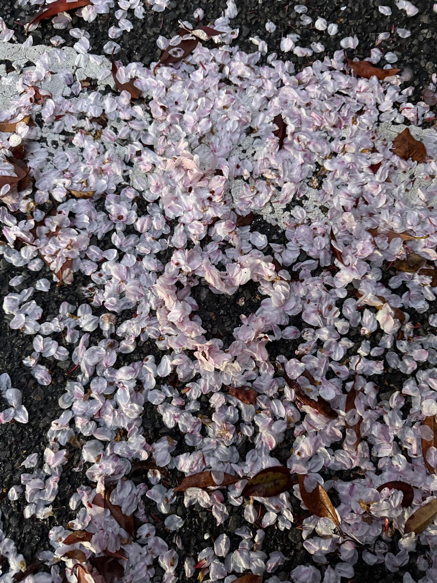 櫻坂46 tweet media