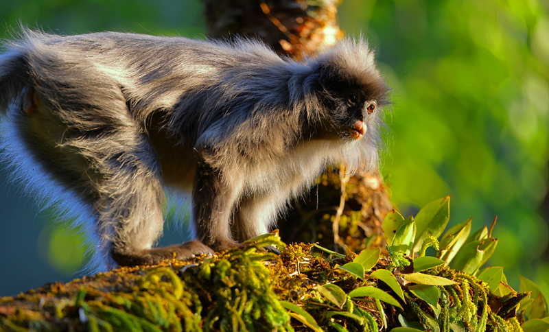 Amazing Puer tweet media