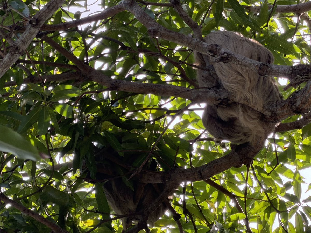 AuroraBlueSail's tweet photo. Life Moves Slower in Panama

Some animals completely change your perception of time.

At Punta Culebra Nature Center in Panama City, we came across several sloths — some resting high up in the trees, others surprisingly close, quietly tucked away in unexpected places.

They move slowly, almost effortlessly, blending into their surroundings.
And if you are not paying attention, you might not notice them at all.

Watching them for a while, everything else seems to slow down as well.

Moments like these remind us that not everything needs to happen fast.

More in our webblog → link in bio.

#AuroraBlueSailing
#Panama
#Sloth
#WildlifePhotography
#PuntaCulebra
#Rainforest
#NaturePhotography
#ExplorePanama
#CentralAmerica
#WildlifeEncounter