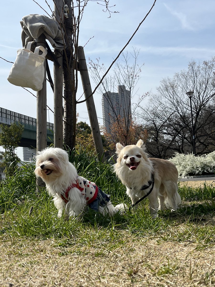 namiton7's tweet photo. ノエルちゃんに会えたよ #チワワ https://t.co/tnVkQ5gXPC