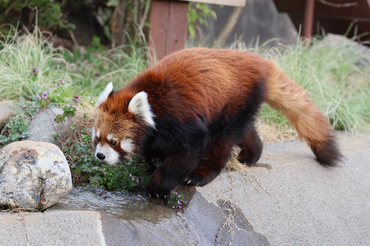 くまぱん tweet media