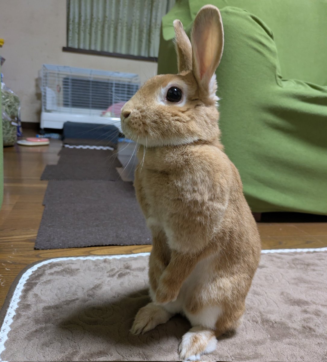 うさぎのルイ tweet media