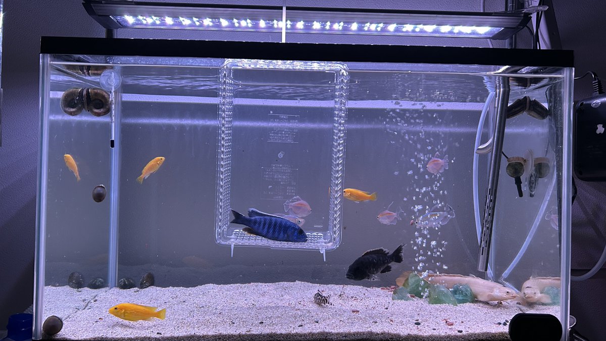 mitame_ib tweet media