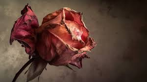 Gold Leaf tweet media