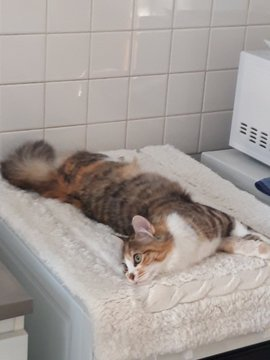 Valmuh / Final tweet media