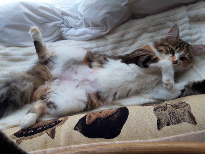 Valmuh / Final tweet media